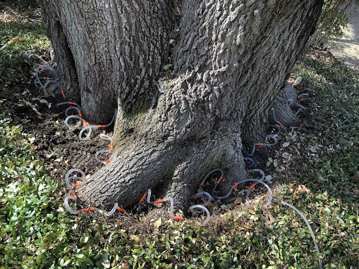 Detailed Tree Cabling and Bracing job site in Allenton